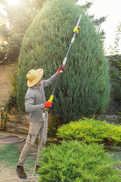 How Our Tree Care Process Works  in Alpine, TX